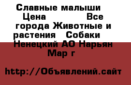 Славные малыши! › Цена ­ 10 000 - Все города Животные и растения » Собаки   . Ненецкий АО,Нарьян-Мар г.